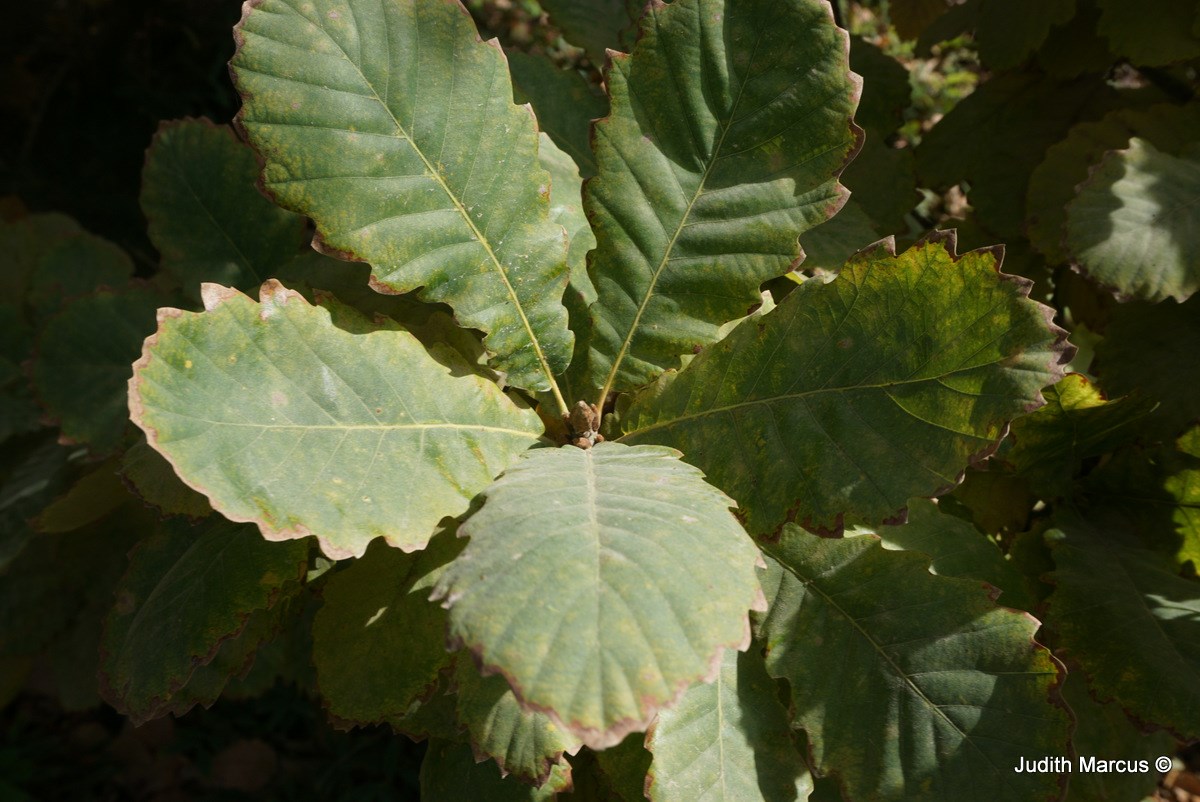 Quercus pontica - Pontine Oak, Armenian Oak, אלון פונטי, אלון פונטי