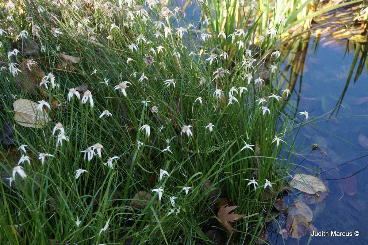 Rhynchospora colorata - Starrush Whitetop, רינכוספורה לבנה, רינכוספורה לבנה, דיכרומנה לבנה