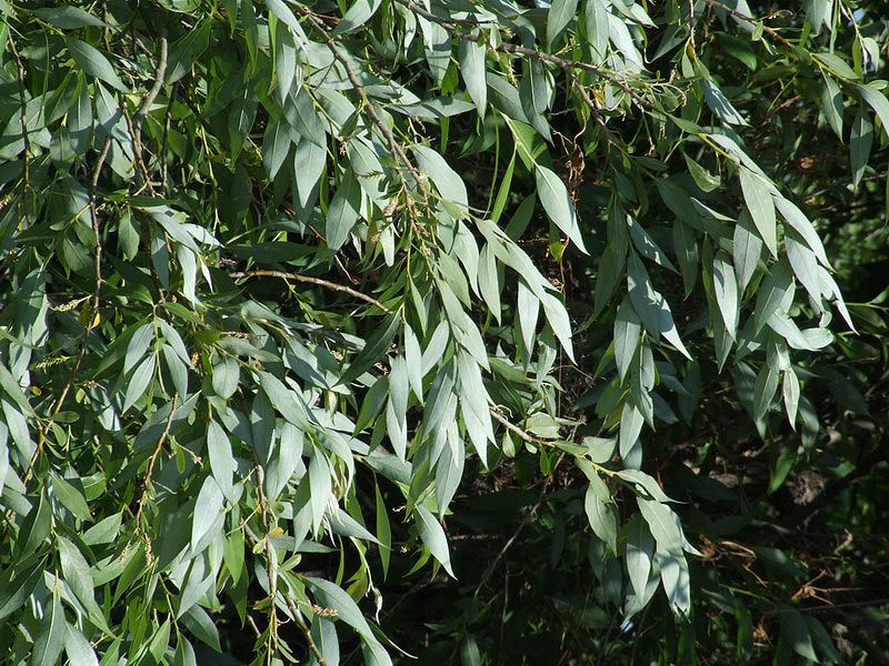 Salix alba - White Willlow, ערבה לבנה, ערבה לבנה