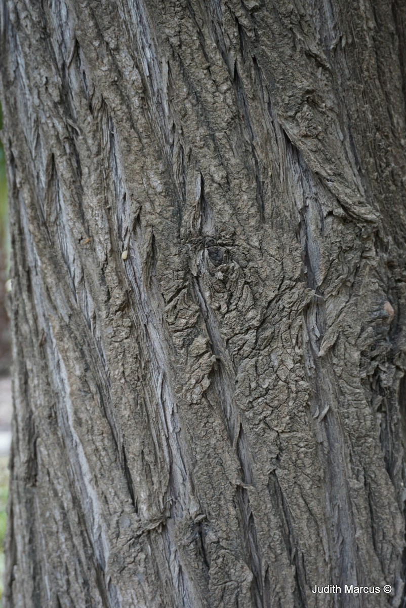 Callitris columellaris - Sand Cypress Pine, White Cypress Pine, קליטריס כחלחל, קליטריס הוגל, קליטריס מכחיל-עלה, קליטריס קולומלריס