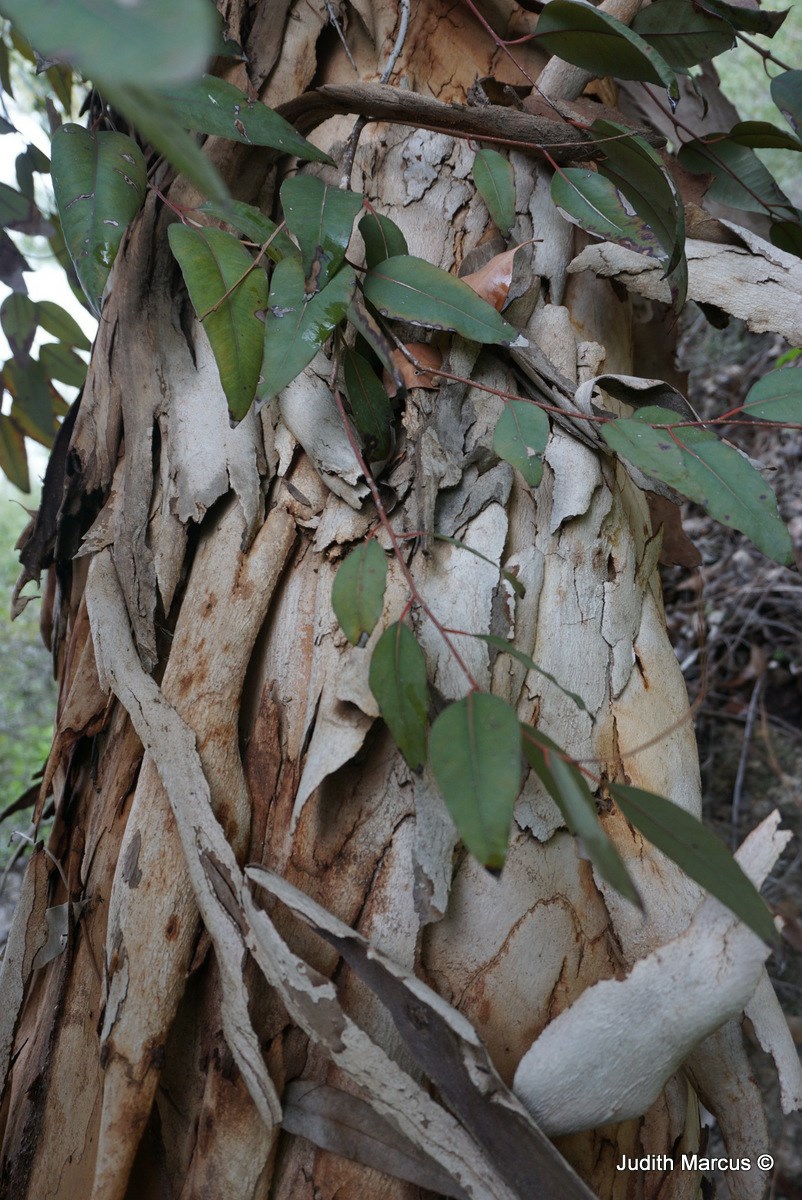 Eucalyptus diversicolor - Karri, איקליפטוס ססגוני, איקליפטוס ססגוני