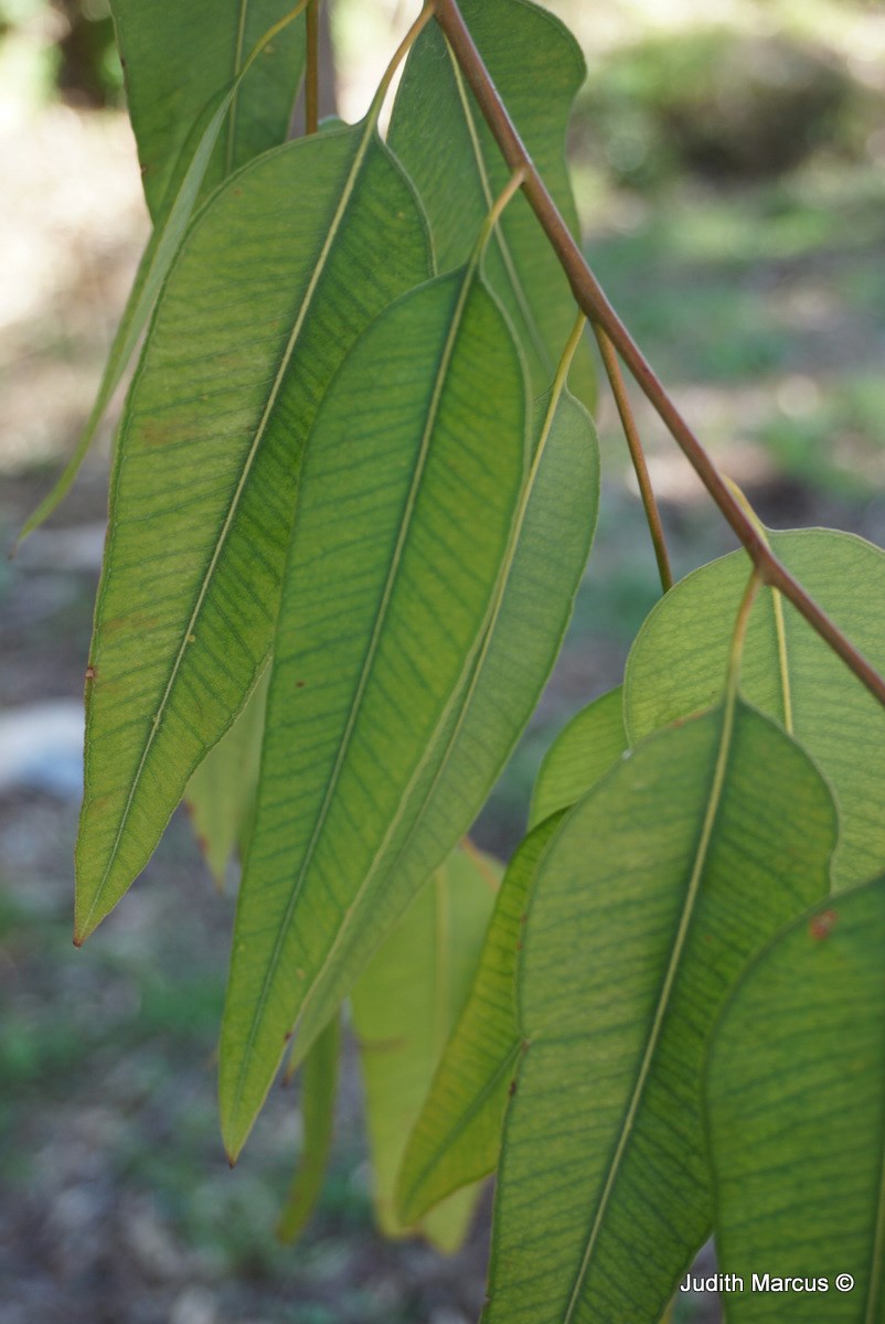 Eucalyptus fusiformis - Grey Ironbark, איקליפטוס כישורי, איקליפטוס כישורי