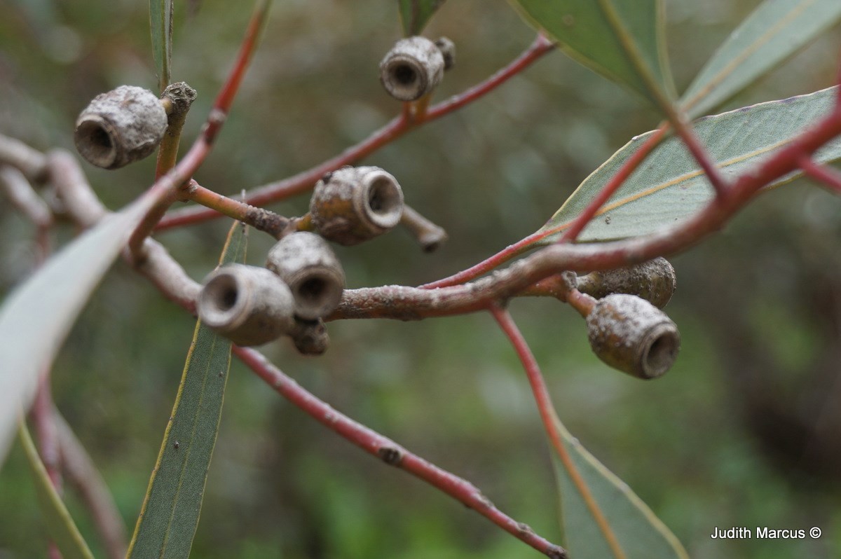 Eucalyptus incrassata - Lerp Mallee, Mount Day Mallee, איקליפטוס אינקרסטה, איקליפטוס עבה