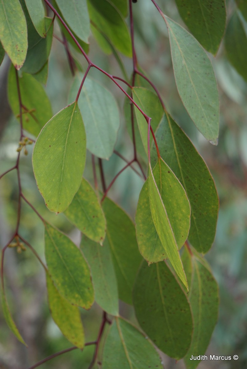 Eucalyptus populnea - Bimble Box, Poplar Box, איקליפטוס צפצפתי, איקליפטוס צפצפתי