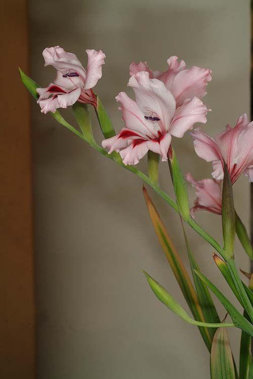Gladiolus carneus - Large Painted Lady, סייפן לילכי, סייפן לילכי