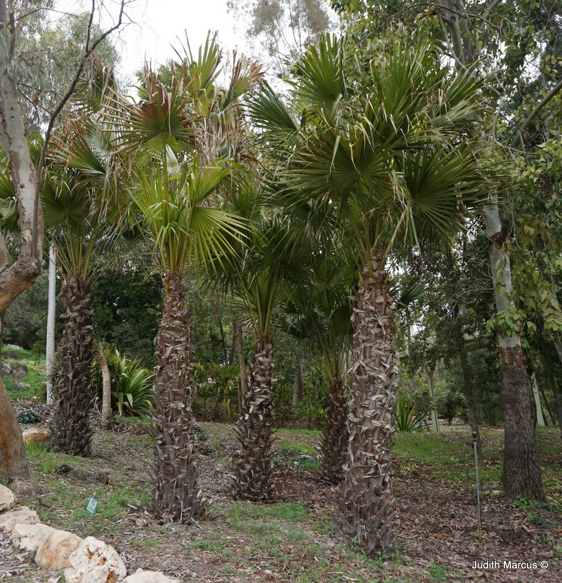 Livistona australis - Australian Cabbage-tree Palm, Australian Cabbage Palm, Australian Fan Palm, ליוויסטונה אוסטרלית, ליוויסטונה  אוסטרלית