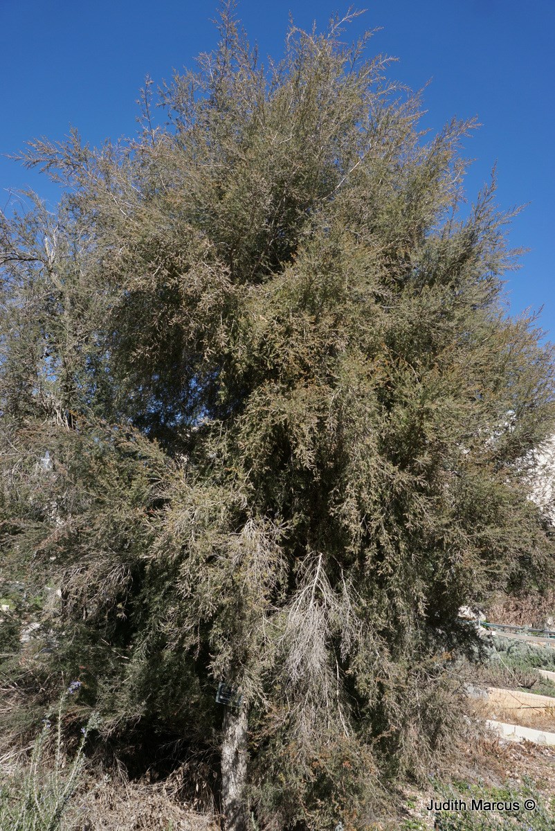 Melaleuca bracteata - Black Tea-tree, River Tea-tree, מללויקה מחופה, מללויקה מחופה