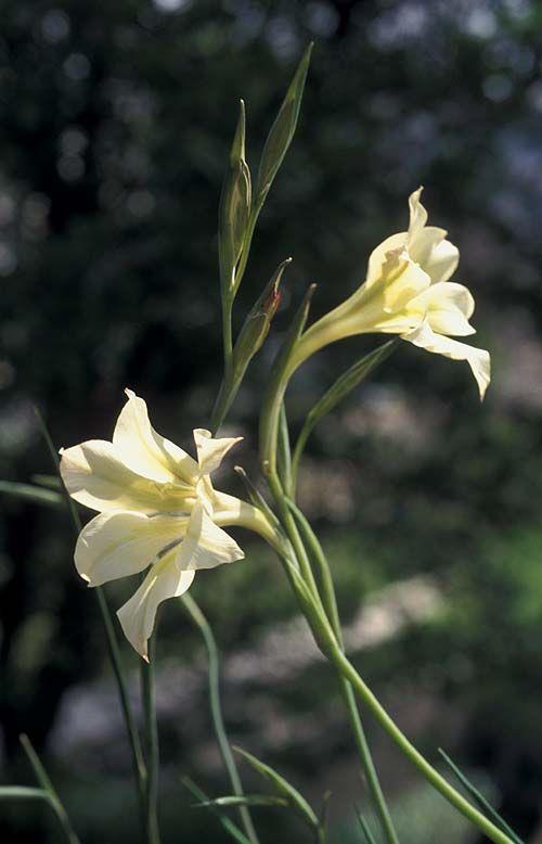 Gladiolus tristis - Ever-flowering Gladiolus, Marsh Afrikaner, סייפן נוגה, סייפן נוגה