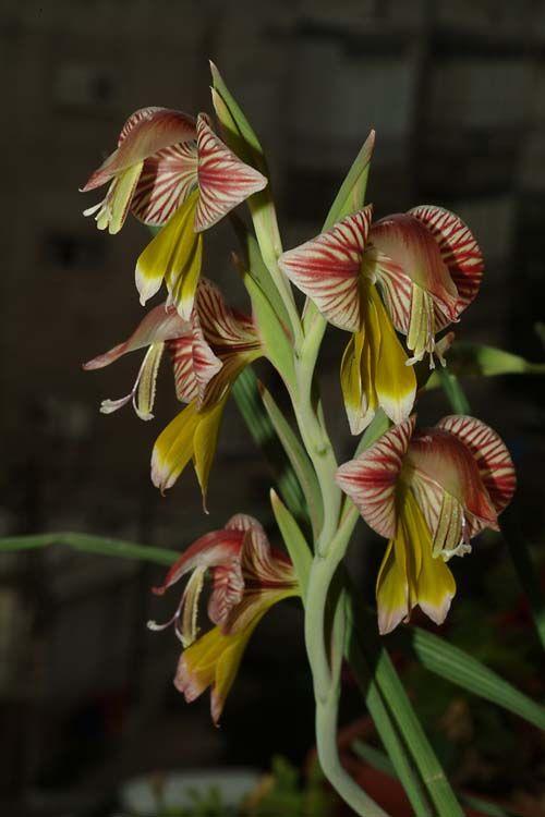 Gladiolus watermeyeri - Sword Lily, סייפן מעורק, סייפן מעורק