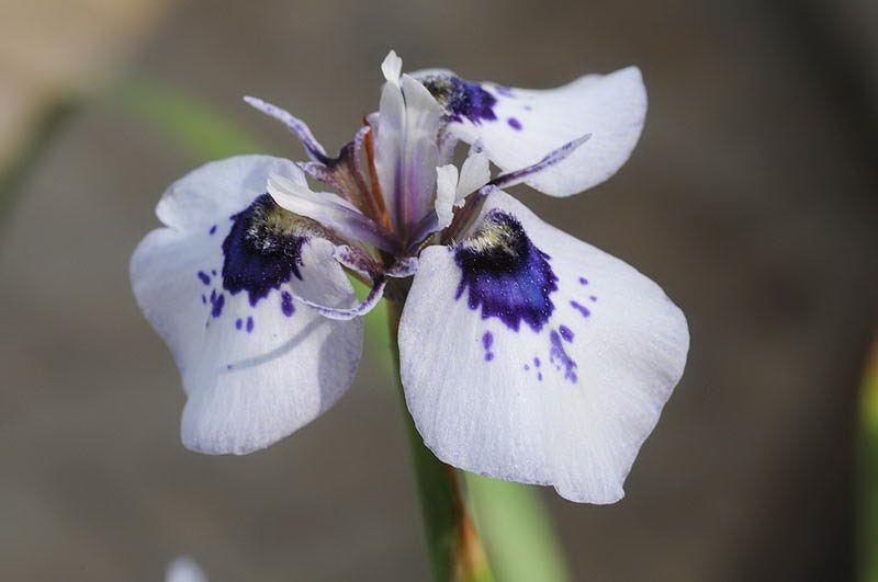 Moraea aristata - Blue-eyed Uintjie, צהרון ממולען, מוריאה (צהרון) ממולען, מוריאה (צהרון) ריסנית