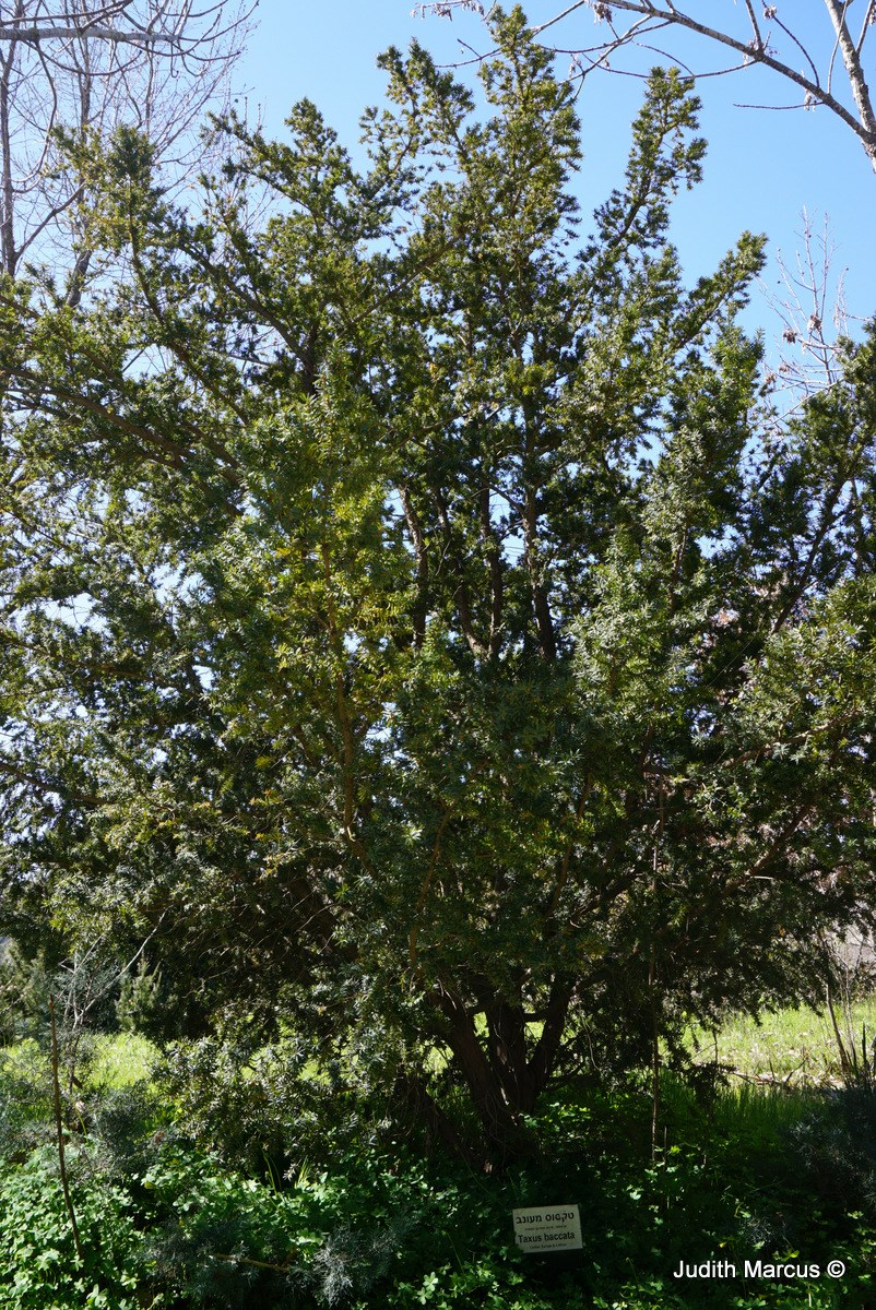 Taxus baccata - Common Yew, English Yew, טקסוס מעונב, טקסוס מעונב