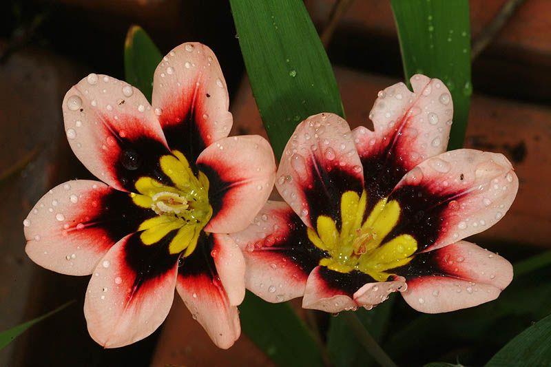 Sparaxis tricolor - Velvet Flower, ספרקסיס תלת-גוני, ספרקסיס תלת-גוני