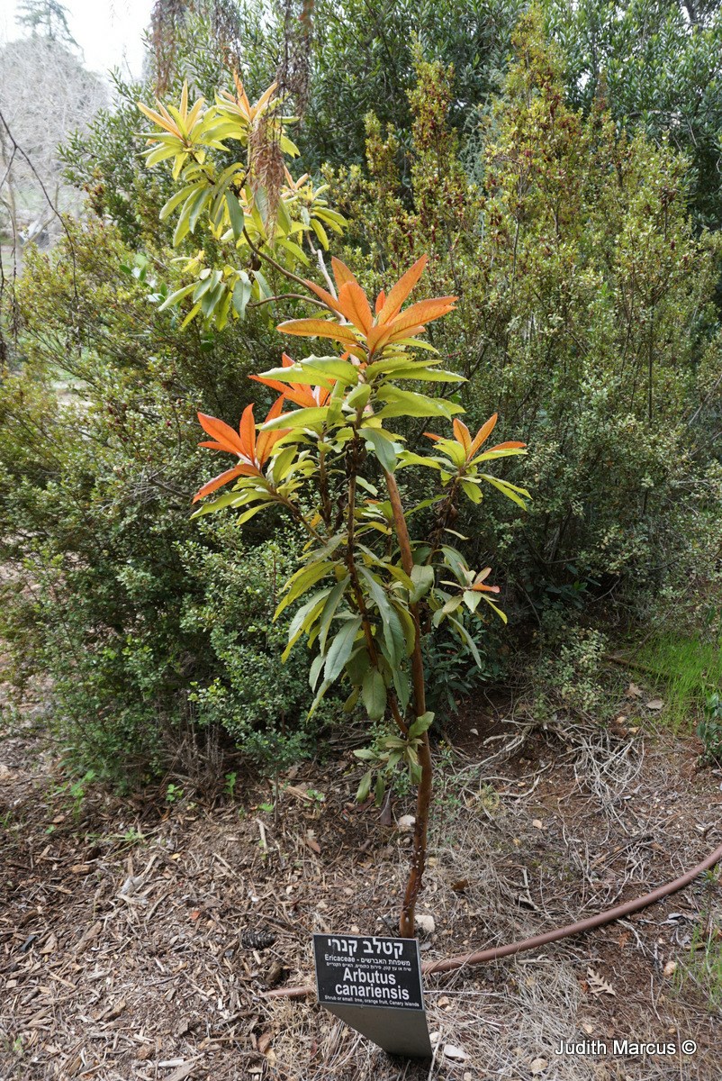 Arbutus canariensis - Mature Arbutus Tree, Canary Madrone, Canary Island Strawberry Tree, קטלב קנרי, קטלב קנרי