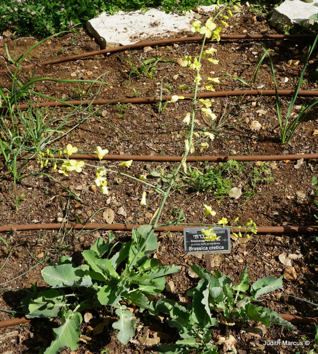Brassica cretica - Cretan Cabbage, כרוב כרתי, כרוב כרתי