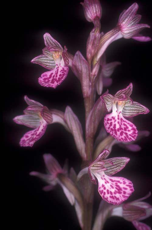 Anacamptis papilionacea subsp. palaestina - Pink Butterfly Orchid, סחלב פרפרני, סחלב פרפרני, סחלב פרפרני תת-מין שירווני