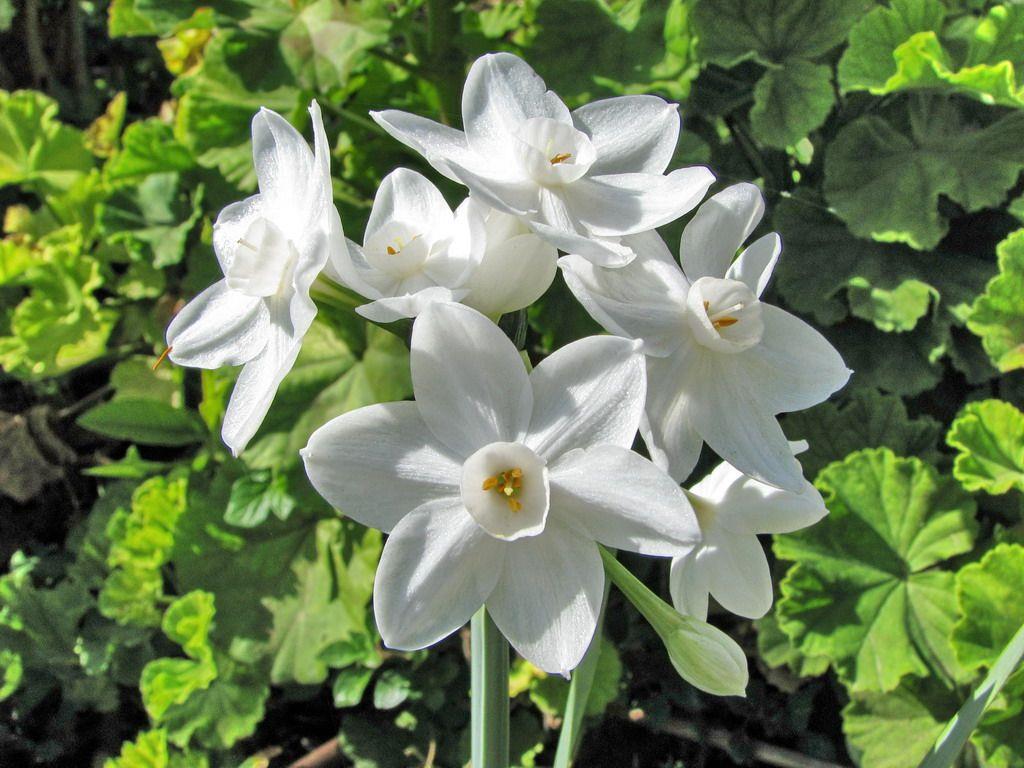Narcissus papyraceus 'Ziva' - Ziva Paperwhite Narcissus, נרקיס נירי 'זיוה', נרקיס נירי 'זיוה'