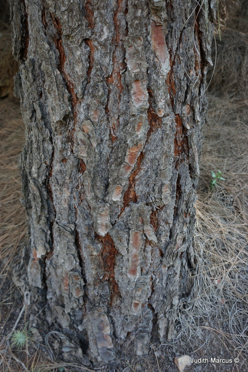 Pinus canariensis - Canary Islands Pine, אורן קנרי, אורן קנרי