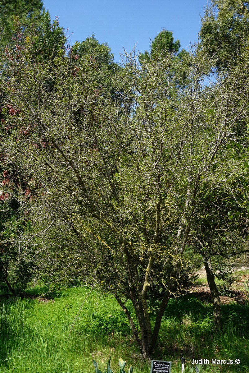 Rhamnus lycioides subsp. graeca - Palestine Buckthorn, אשחר ארץ-ישראלי, אשחר  ארצישראלי