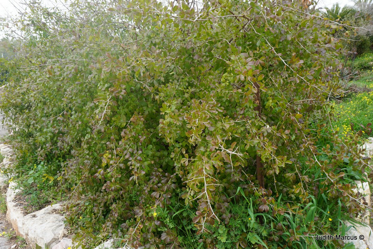 Searsia chirindensis - Red Currant, אוג צירינדה, אוג צירינדה