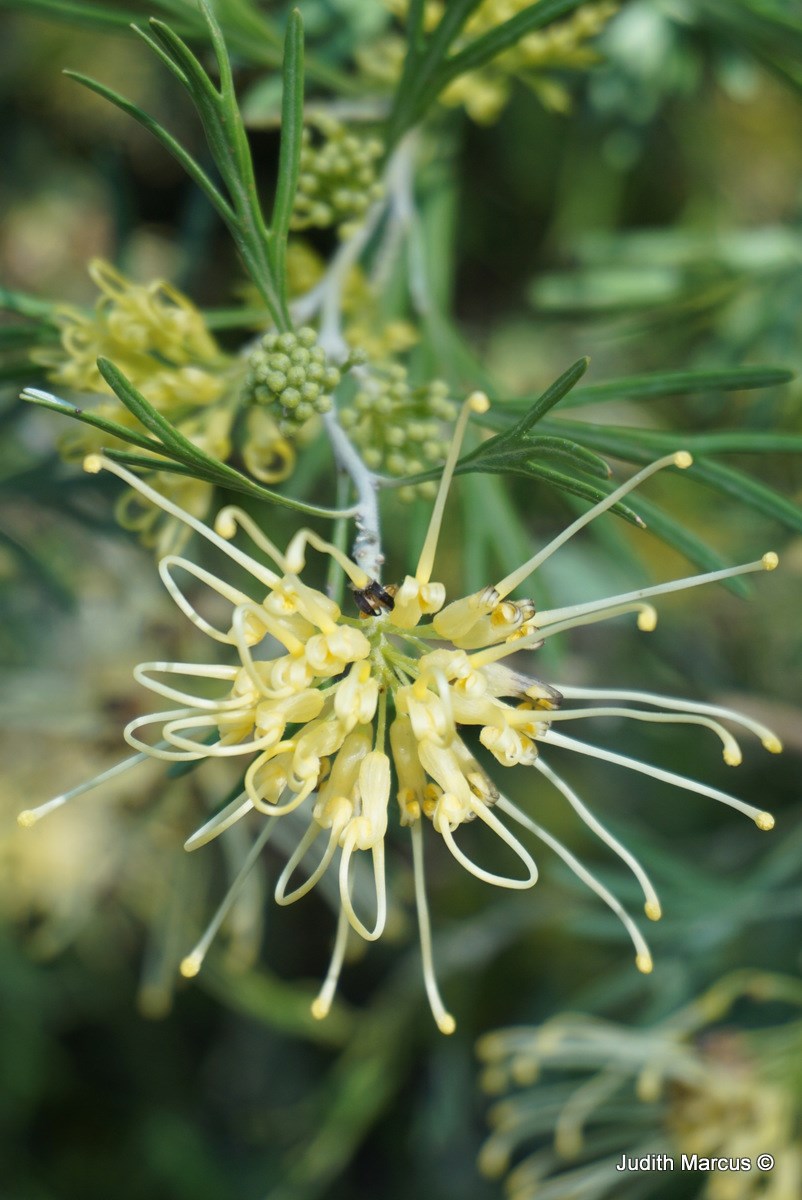 Grevillea juniperina 'Molonglo' - Grevillea Molongolo, גרווילאה ערערית 'מולונגלו', גרוויאלה ערערית 'מולונגלו'