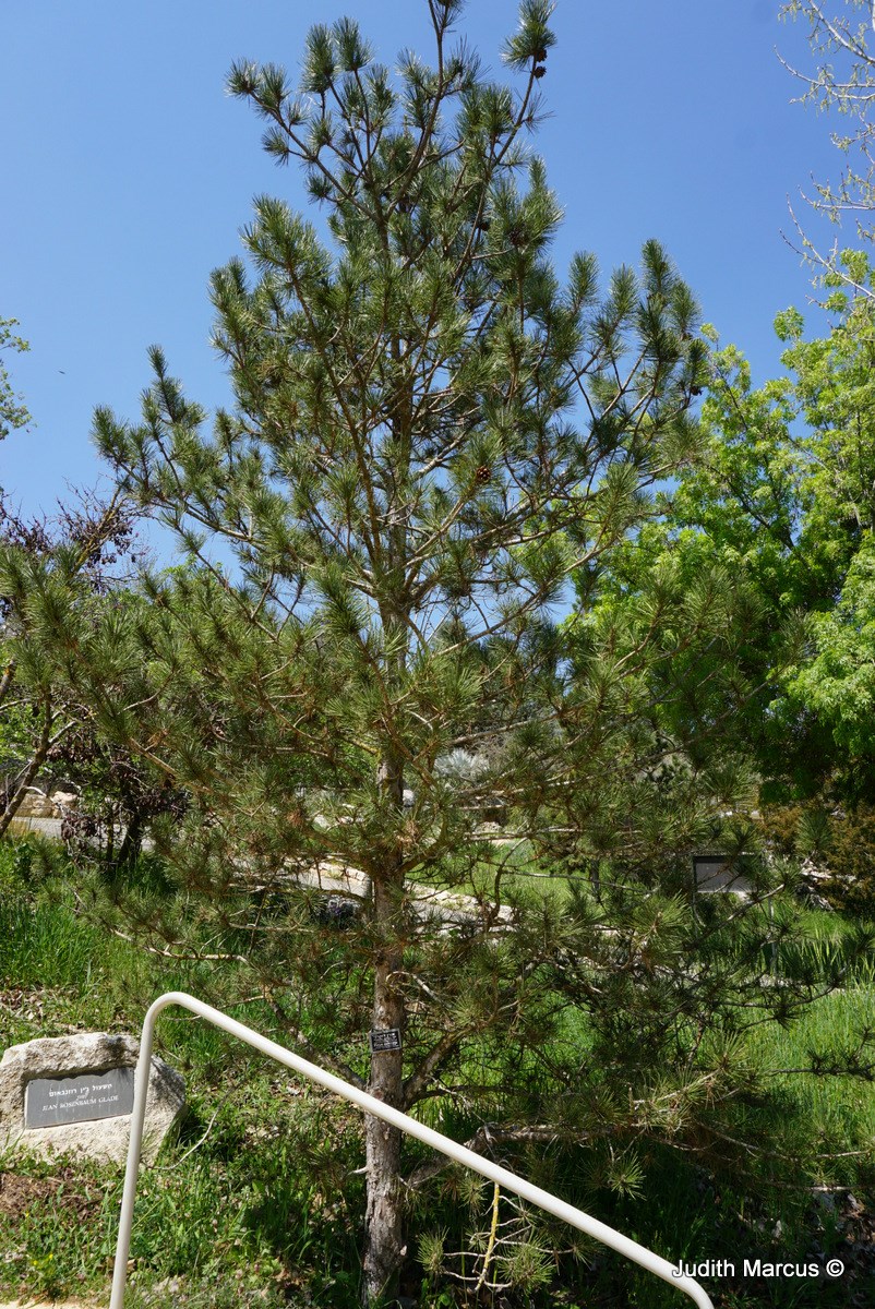 Pinus echinata - Shortleaf Pine, אורן דוקרני, אורן דוקרני