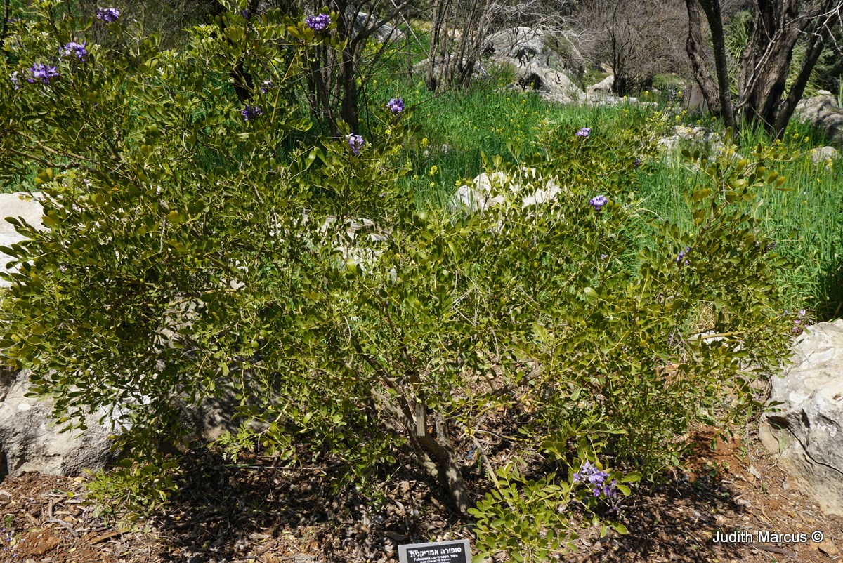 Sophora secundiflora - Mescal Bean,Texas Mountain Laurel, Texas Mountain Laurel, Mescal Bean, סופורה אמריקנית, סופורה אמריקנית, סופורה אמריקנית