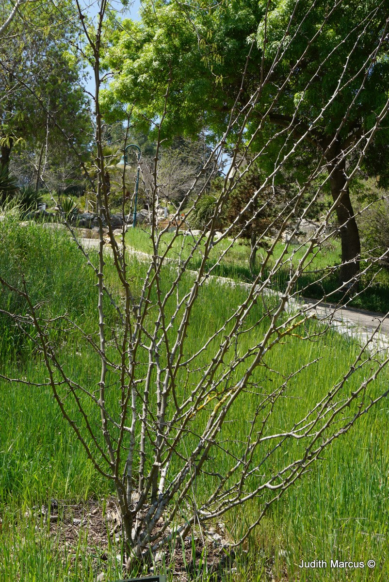 Zanthoxylum americanum - Tooth Ache Tree, Common Prickly-ash, זנטוקסילון אמריקני, זנטוקסילון אמריקני