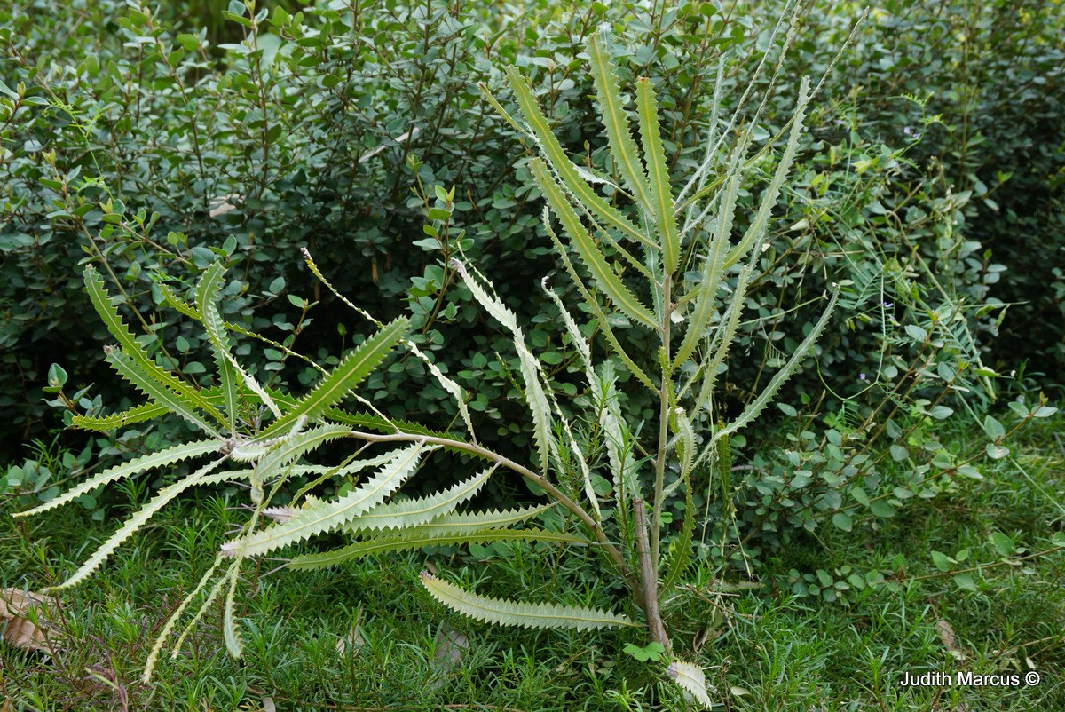 Banksia prionotes - Acorn Banksia, Orange Banksia, בנקסיה כתומה, בנקסיה כתומה