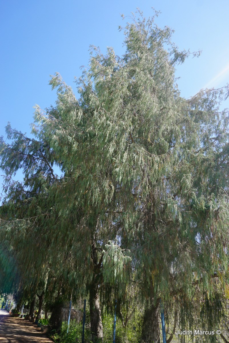 Cupressus cashmeriana - Himalayan Weeping Cypress, Kashmir Cypress, ברוש קשמירי, ברוש קשמירי