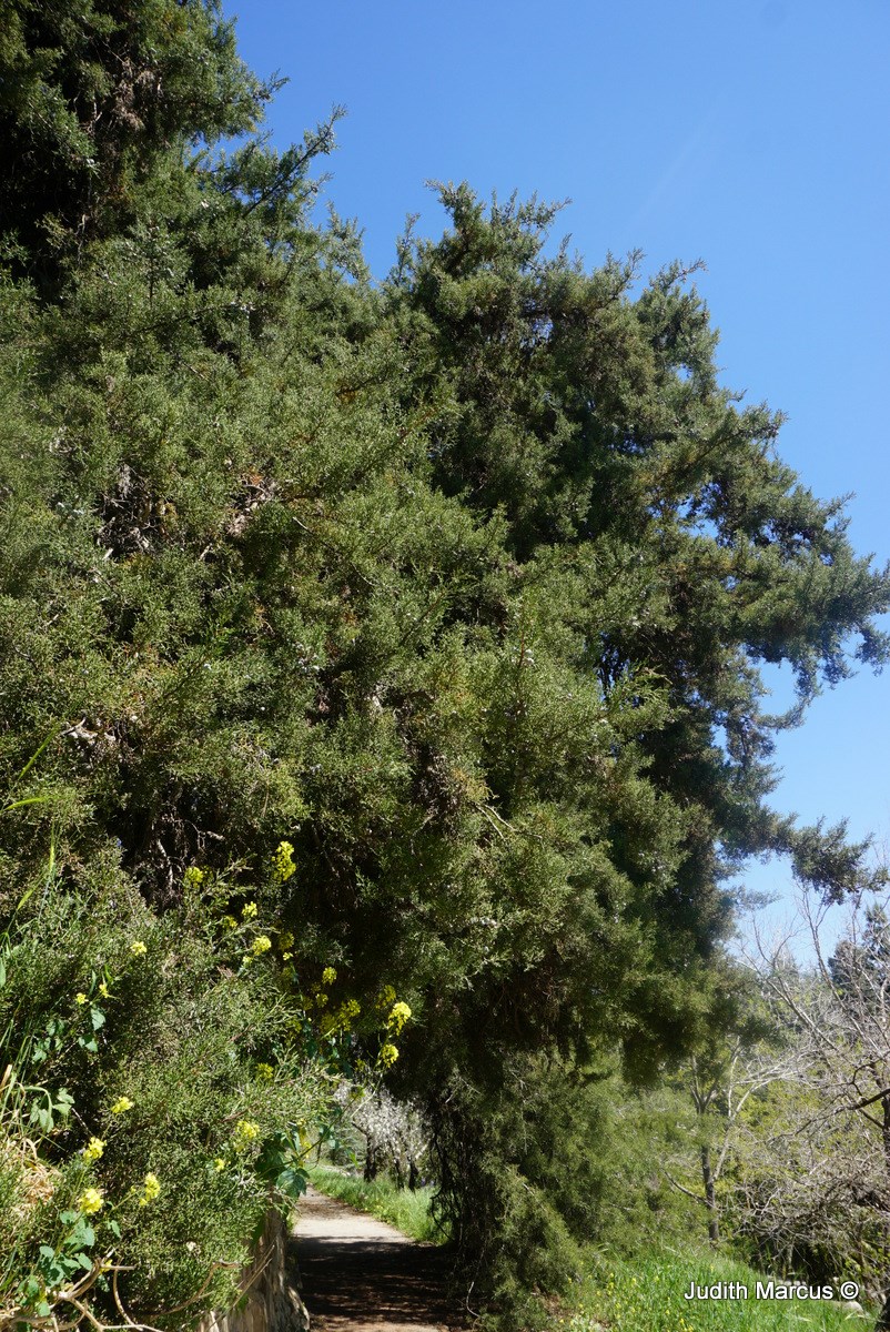 Cupressus torulosa - Himalayan Cypress, Bhutan Cypress, ברוש משונץ, ברוש משונץ