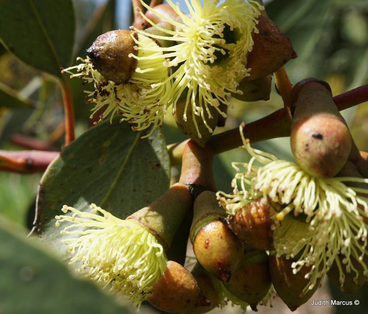 Eucalyptus grossa - Thick-leaved Malle, Coarse-leaved Gum, Phillips River Gum, איקליפטוס מעובה, איקליפטוס מעובה