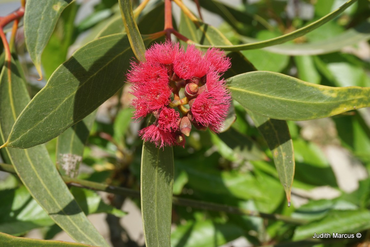 Eucalyptus lansdowneana - Red-flowered Mallee Box, איקליפטוס לנסדון, איקליפטוס לנסדון