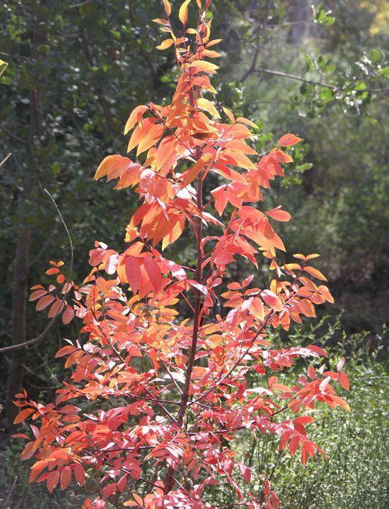 Pistacia terebinthus subsp. palaestina - Palestine Pistachio, Terebinth Tree, אלה ארץ-ישראלית, אלה ארץ-ישראלית