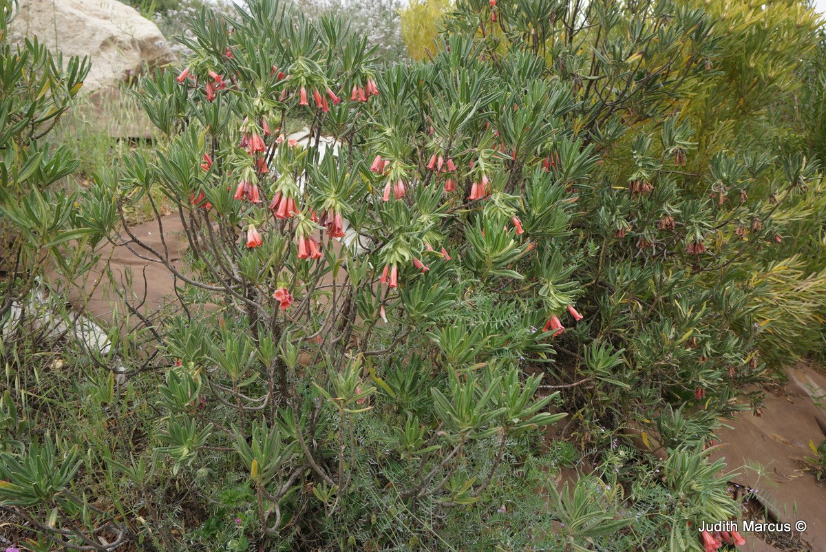 Lobostemon belliformis - Healing Bush, לובוסטמון נאה, לובוסטמון נאה ...