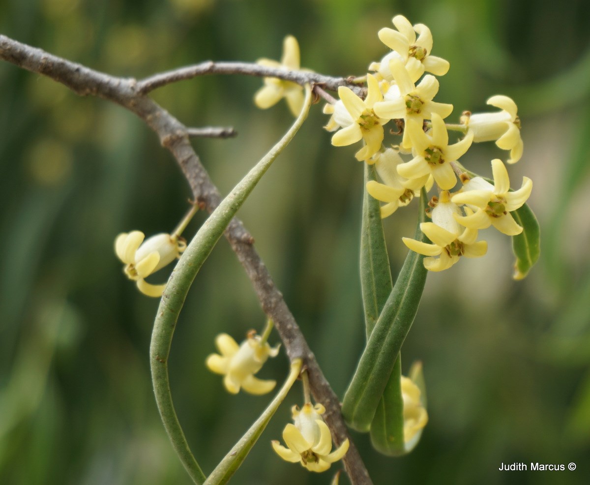 Pittosporum phillyraeoides - Weeping Pittosporum, Willow Pittosporum, Butterbush, Native Apricot, Berrigan , פיטוספורום בר-זיתי, פיטוספורום בר-זיתי