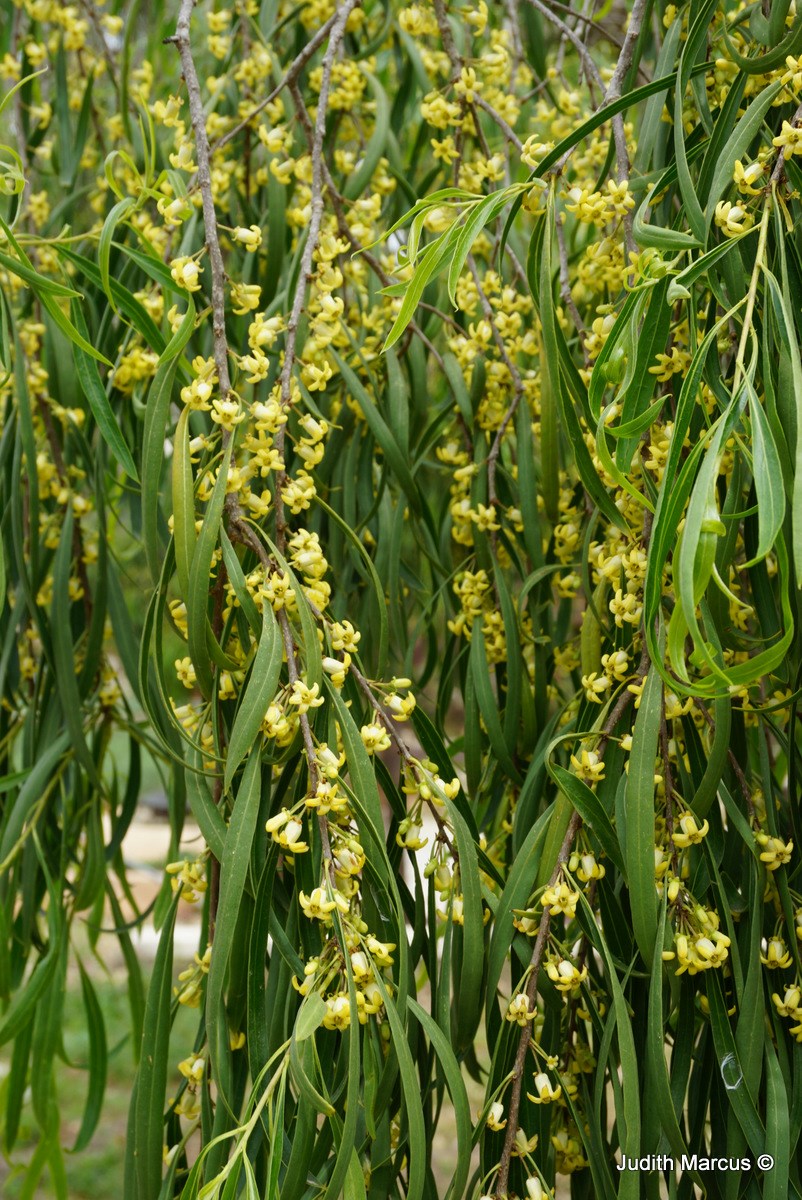 Pittosporum phillyraeoides - Weeping Pittosporum, Willow Pittosporum ...