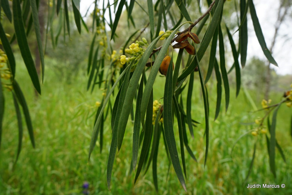 Pittosporum phillyraeoides - Weeping Pittosporum, Willow Pittosporum ...