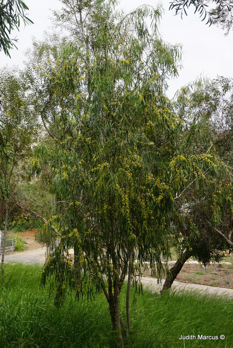 Pittosporum phillyraeoides - Weeping Pittosporum, Willow Pittosporum ...