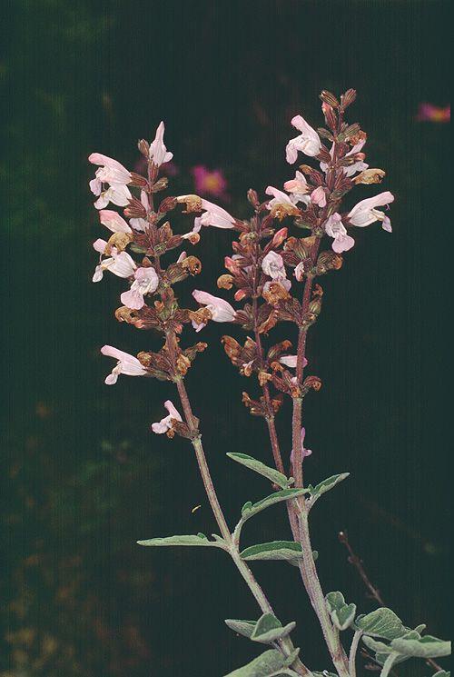 Salvia fruticosa - Three-lobed Sage, Greek Sage, Shrubby Sage, מרווה משולשת, מרווה משולשת