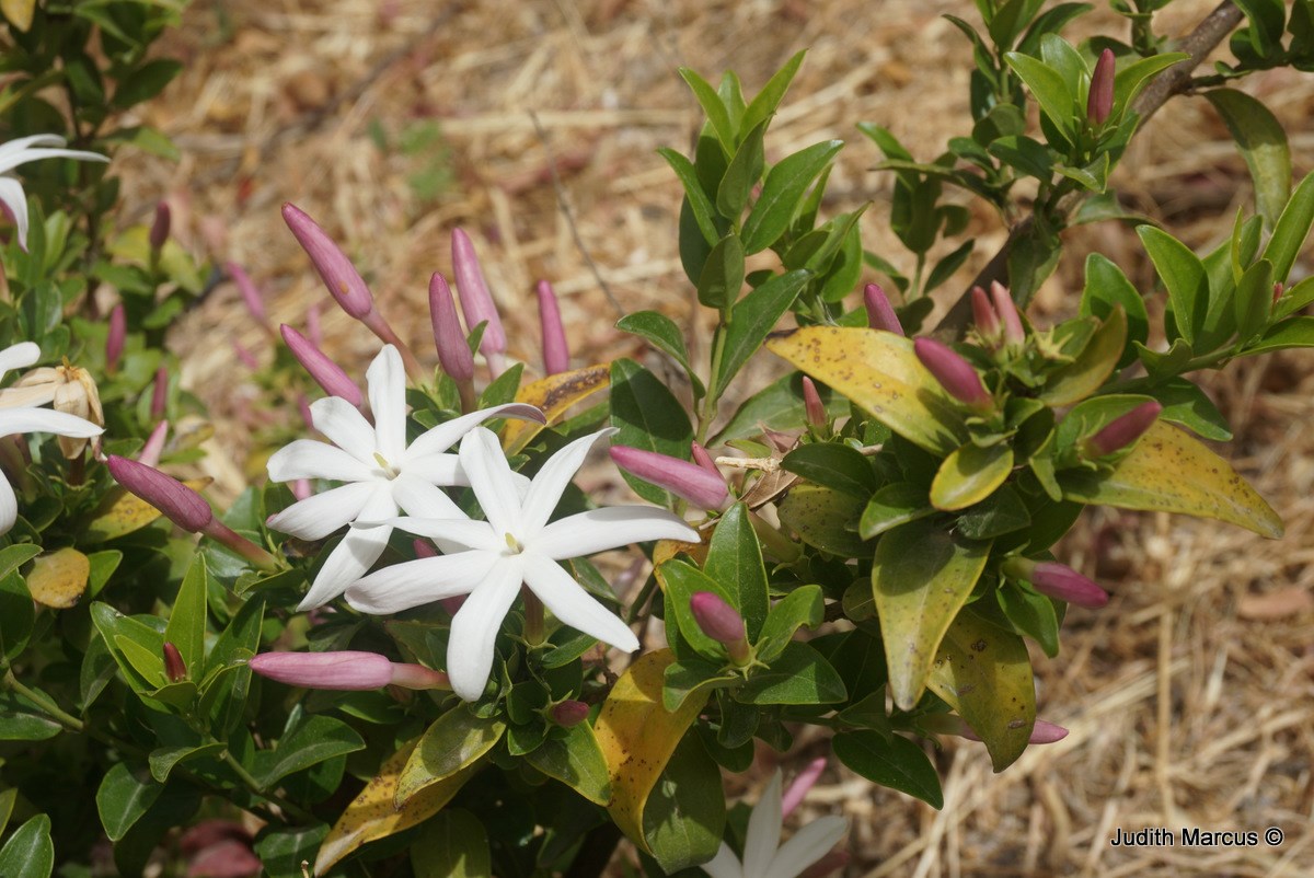 Jasminum multipartitum - Starry Wild Jasmine, יסמין מחולק, יסמין מחולק