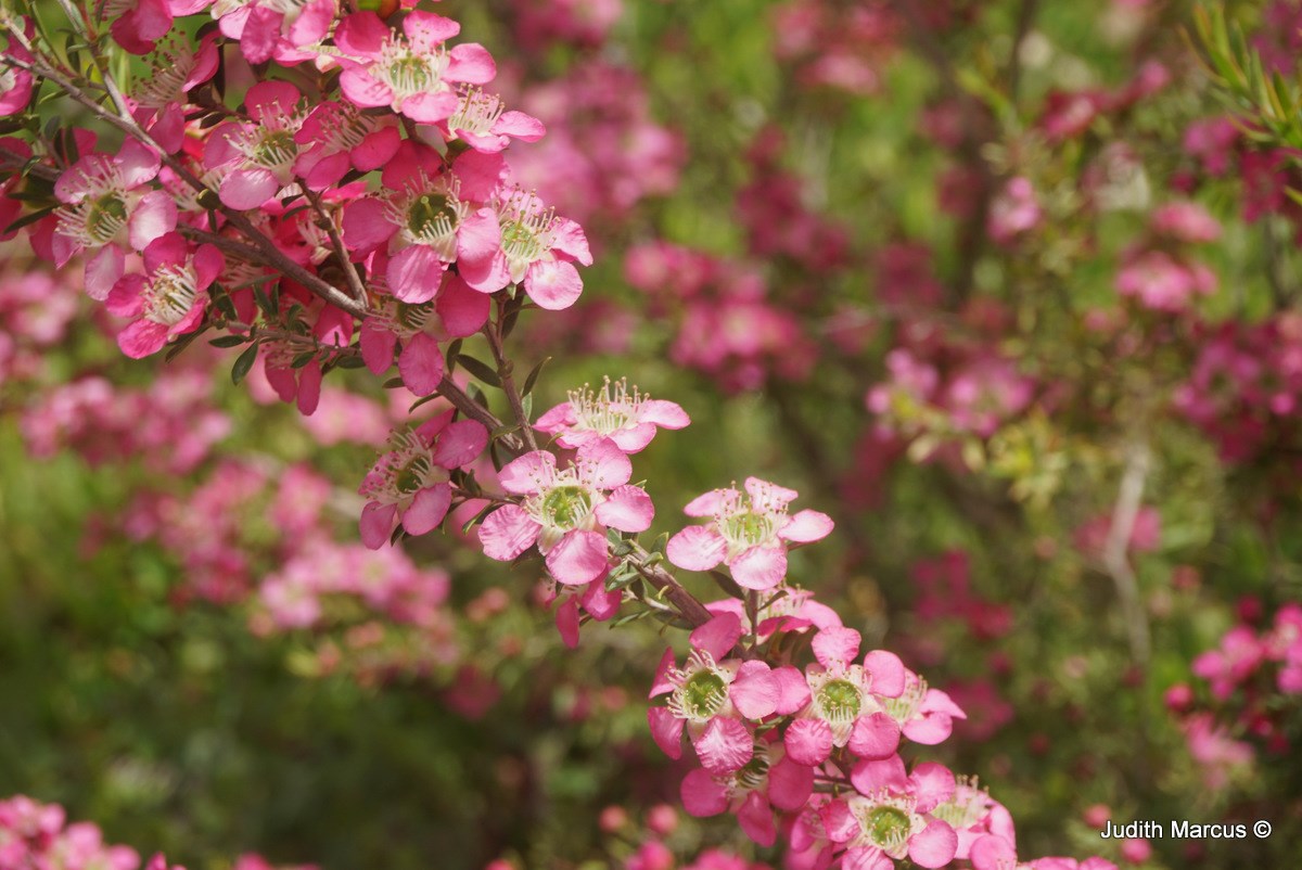 Leptospermum 'Tickled Pink' - לפטוספרמון 'טיקלד פינק'