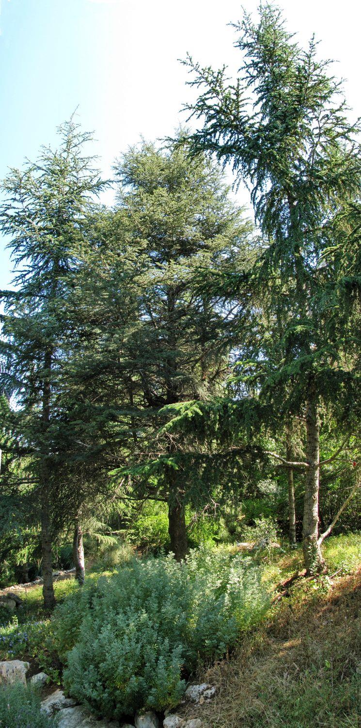Cedrus atlantica - Atlas Cedar, ארז אטלנטי, ארז אטלנטי