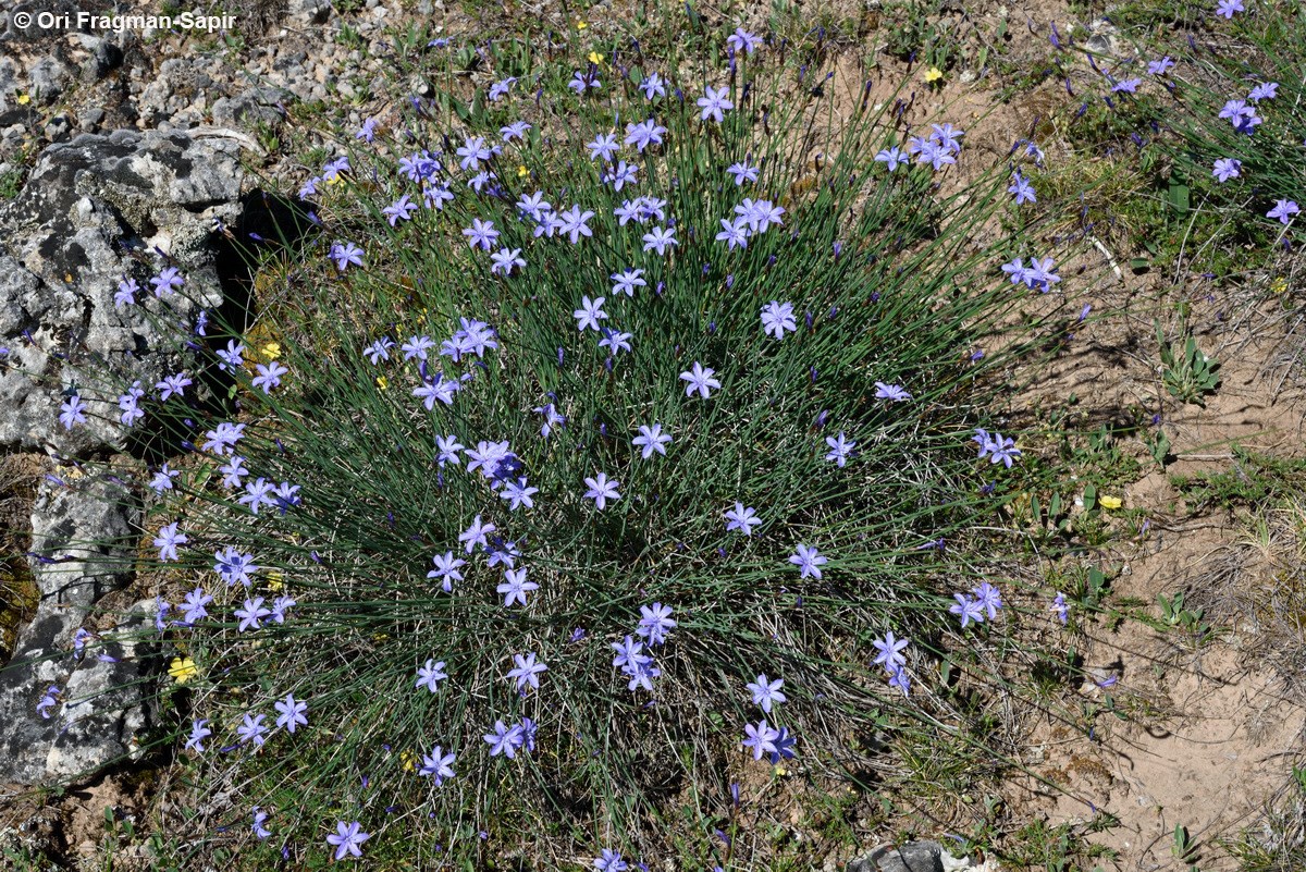 Aphyllanthes monspeliensis - Blue Grass Lily, Lily Pink, אפילנתס מונפלייה