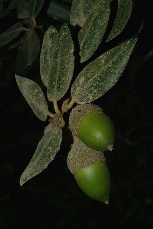 Quercus ilex - Holm Oak, Holly Oak , אלון הגלעין, אלון הגלעין