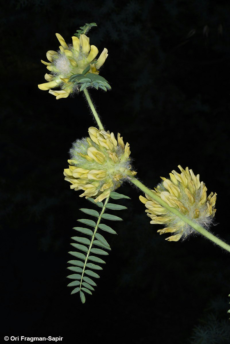 Astragalus oocephalus - Capitate Milk-vetch, קדד הקרקפות, קדד הקרקפות