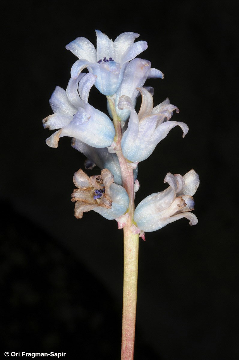 Bellevalia hyacinthoides - זמזומית יקינתונית, זמזומית יקינתונית