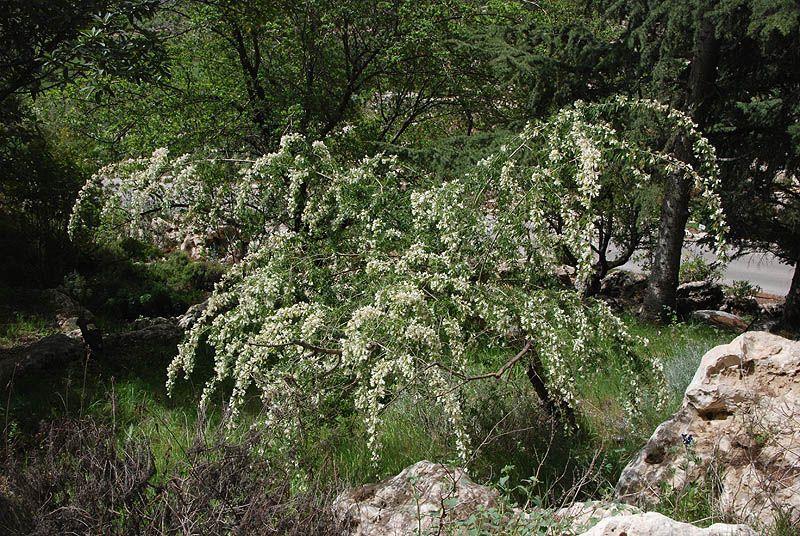 Cytisus proliferus - קיטיסוס עצי, קיטיסוס עצי