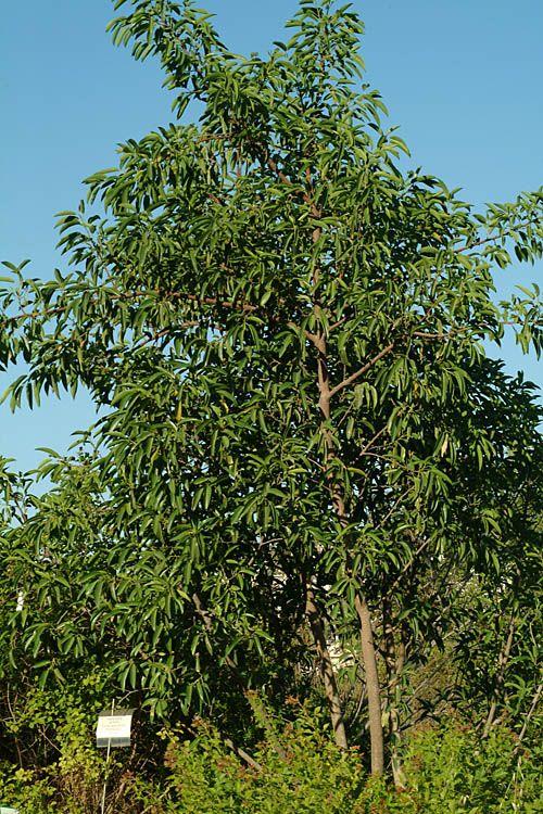 Ficus cordata subsp. salicifolia - Willow-leafed Fig , פיקוס ערבתי, פיקוס ערבתי