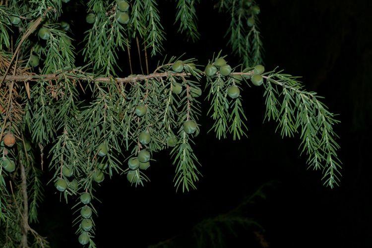 Juniperus cedrus - Canary Island Juniper, ערער קנרי, ערער קנרי