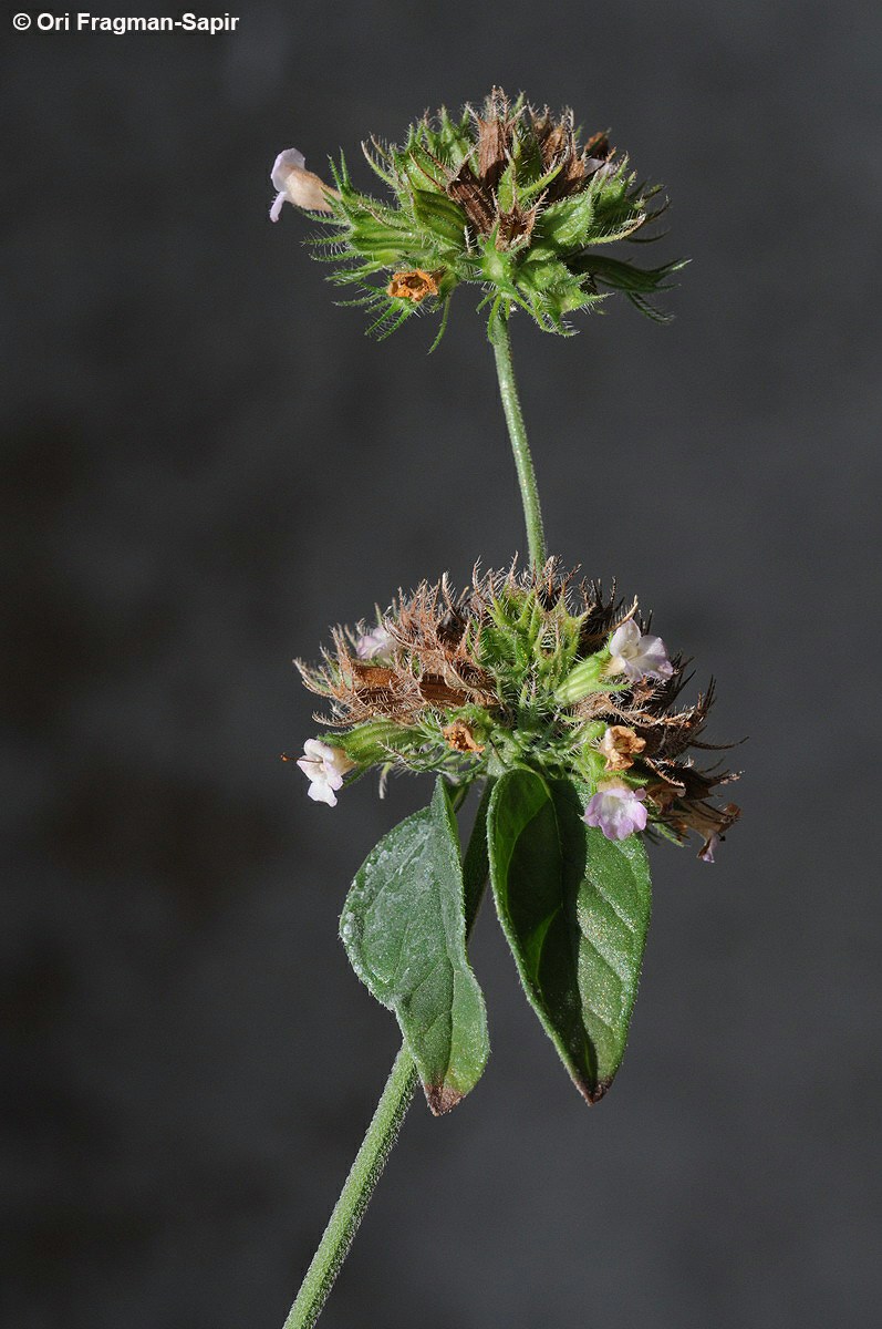 Clinopodium vulgare - Wild Basil, קלינופודיון מנוצה, קלינופודיון מנוצה